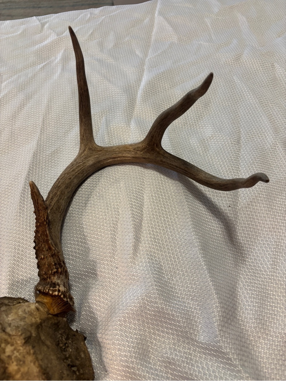 Texas White Tail Deer Antlers - Picture 7 of 10